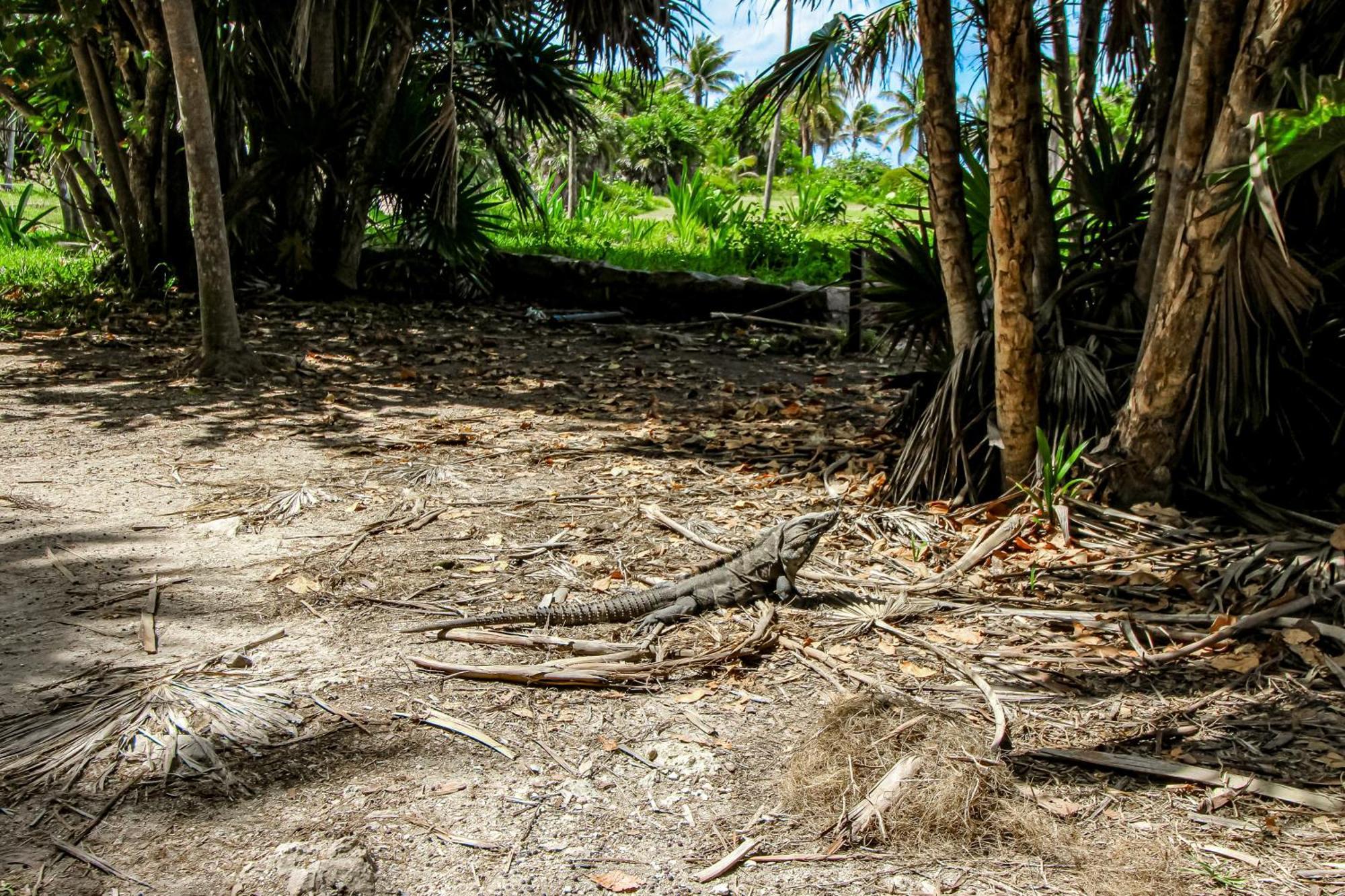 Miraluna 233 At Luum Zama Tulum Zewnętrze zdjęcie